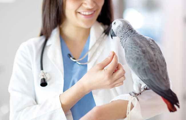 BirdVitafix Vitamin, Mineral ve Aminoasit Karışımı (Güvercinler ve Kafes Kuşları İçin) 8698931092151 BirdVitafix Güvercinlerin ve kafes kuşlarının sağlıklı gelişimini desteklemek,