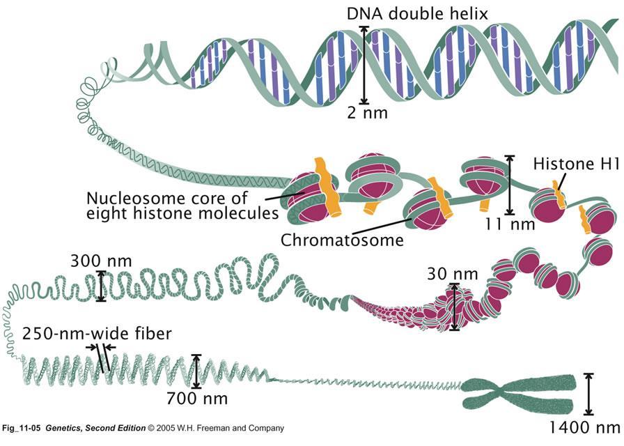 DNA çift sarmalı H1 histon Histon