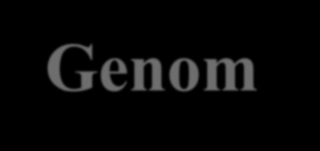 Genom Bir organizmanın kalıtsal molekülündeki nükleotid