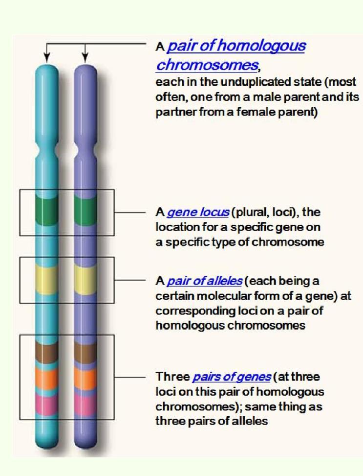 Lokus; Kromozom üzerindeki genlerin özgül yerleşim yerleri, Allel; bir genin belli bir lokusda yer alan alternatif kopyalarından her biri, Çoklu allel; aynı genin üç veya daha fazla allelinin olması