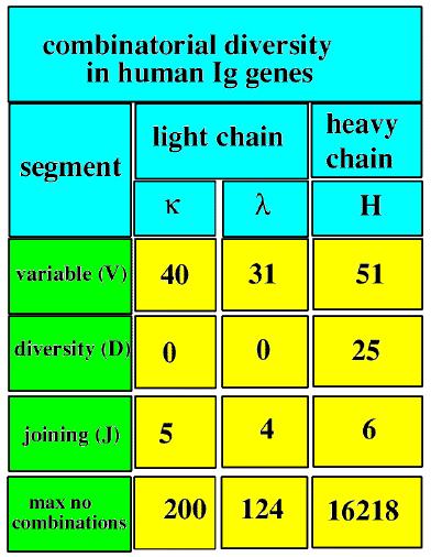 2.kromozomda 22. Kromozomda H 14.