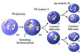 Segregasyon 3- Mayoz II 1-bölünmeye hazırlanan hücre 2- Mayoz-I n 2n Homolog kromozomlar 2n n 1. Yavru hücreler n n 2.