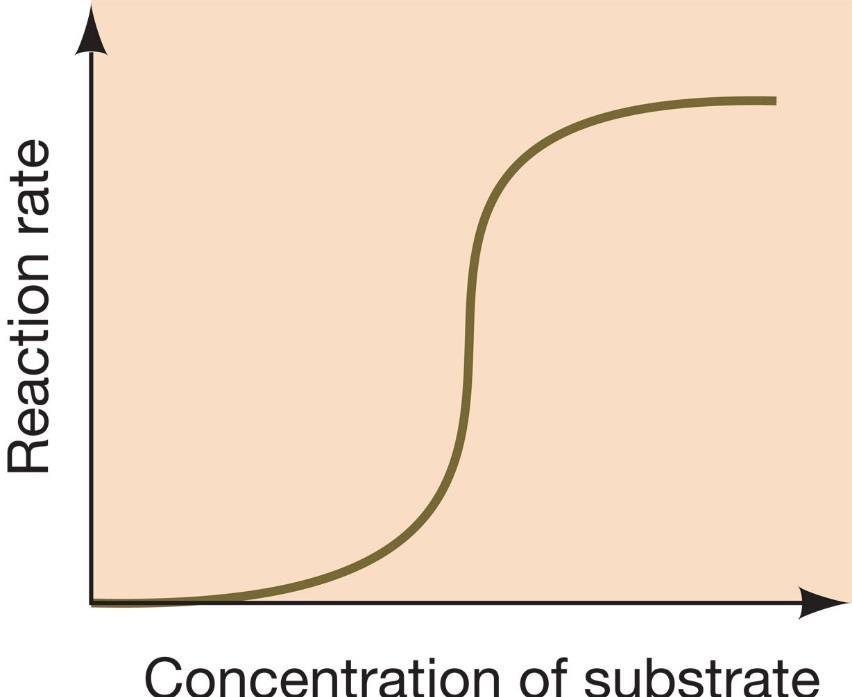 enzim Substrat konsantrasyonu Substrat konsantrasyonu Allosterik enzimlerde tepkime hızı belirli bir