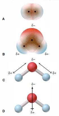 Suyun Polar(Kutupsal) Doğası Pek çok reaksiyonun gerçekleştiği su, elektron bağ dağılımı ve genel şekil itibarıyla çok önemli bir çözücüdür.
