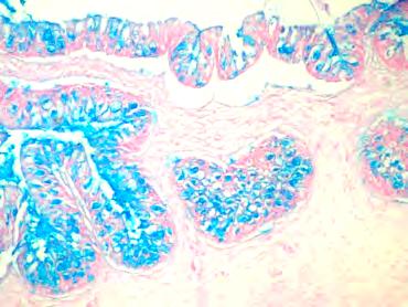 Sülfatlı asidik mukosubstans yoğunluğunun, mide bölümlerinin lamina epitelyalisinden son bağırsak lamina epitelyalisine doğru artış gösterdiği saptandı. Şekil 1. Kardiyada L. epit. X 200AB ph 2.