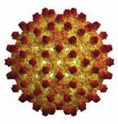 Hepatit A virüsü Hepatit B virüsü Hepatit C virüsü riyle aynı olmasının sağlanması bunlardan bazılarıdır. Ayrıca kalıbın yapıdan uzaklaştırılması için etkili yöntemler gereklidir.