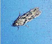 ANTEPFISTIĞI MEYVE İÇ GÜVESİ (Schneidereria) Tanımı ve Yaşayışı Kelebeğin kanat açıklığı 9.5-11 mm; üst kanatlar genellikle açık gri renkli görülür (Resim 11).