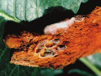 Antepfıstığı Meyve İç Güvesi larvası ve zararı Larvalar meyvelerin embriyosu ile beslenir. Bulundukları meyvede besin azaldığında başka meyvelere geçerler.