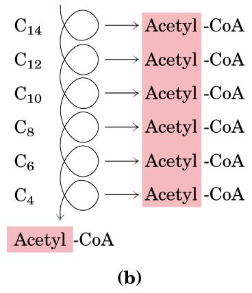 Yağ asitlerinin -oksidasyonunun ikinci basamağında, trans-enoil-coa nın çift bağına su eklenir ve L- -hidroksiaçil-coa oluşur. Bu reaksiyonu, enoil-coa hidrataz enzimi katalizler.