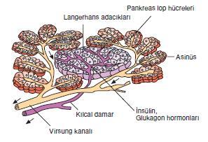 Hayvanlarda trigliserid sentezi, hormonlar vasıtasıyla düzenlenir.