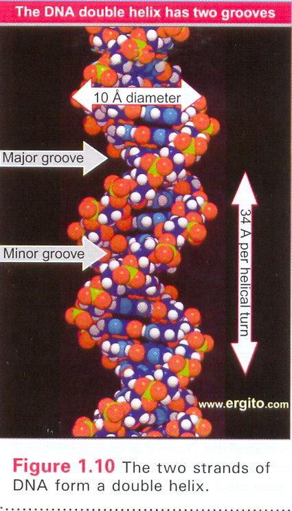İki nükleotid iplikçiği, orta eksen etrafında