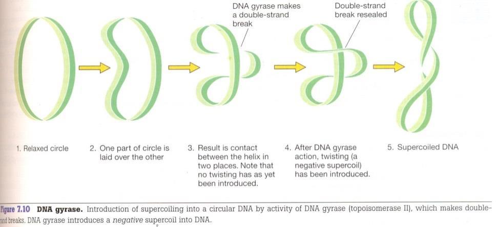 Bakterilerde bulunan DNA giraz enzimi daha çok istirahat halinde bulunan DNA molekülünü