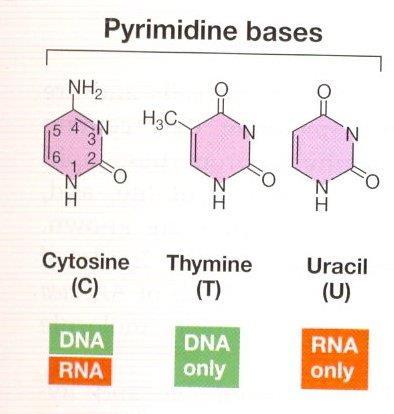 Primidin bazlar Timin (T), Sitozin (S), Urasil (U) 4 karbon ve 2 nitrojen atomundan oluşan