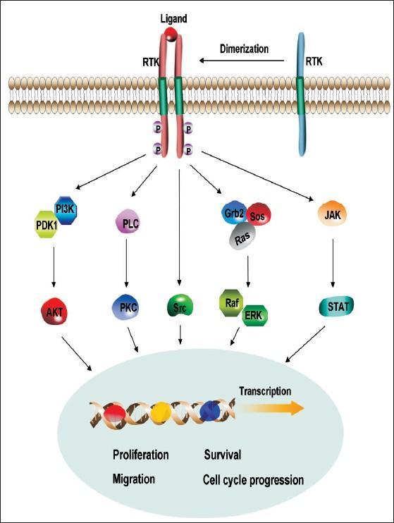 Ligand Dimerizasyon Transkripsiyon