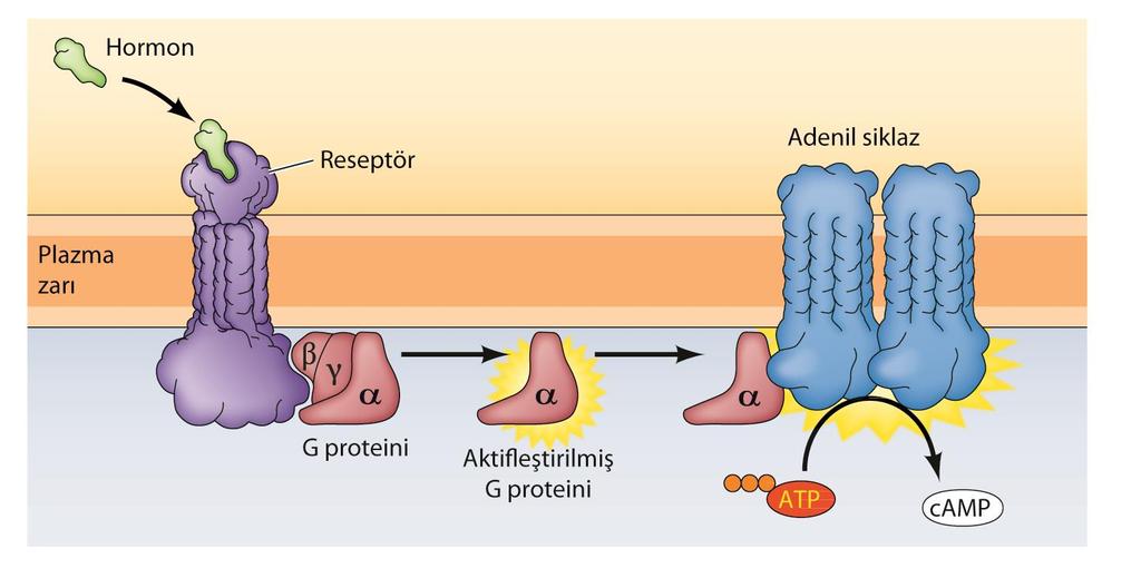 G PROTEİNİ VE SİKLİK AMP SİNYAL İLETİMİ G proteini eşlikli reseptörler Koku alma Tat Görme ile ilgili pek çok sayıda farklı reseptöre sahip bir