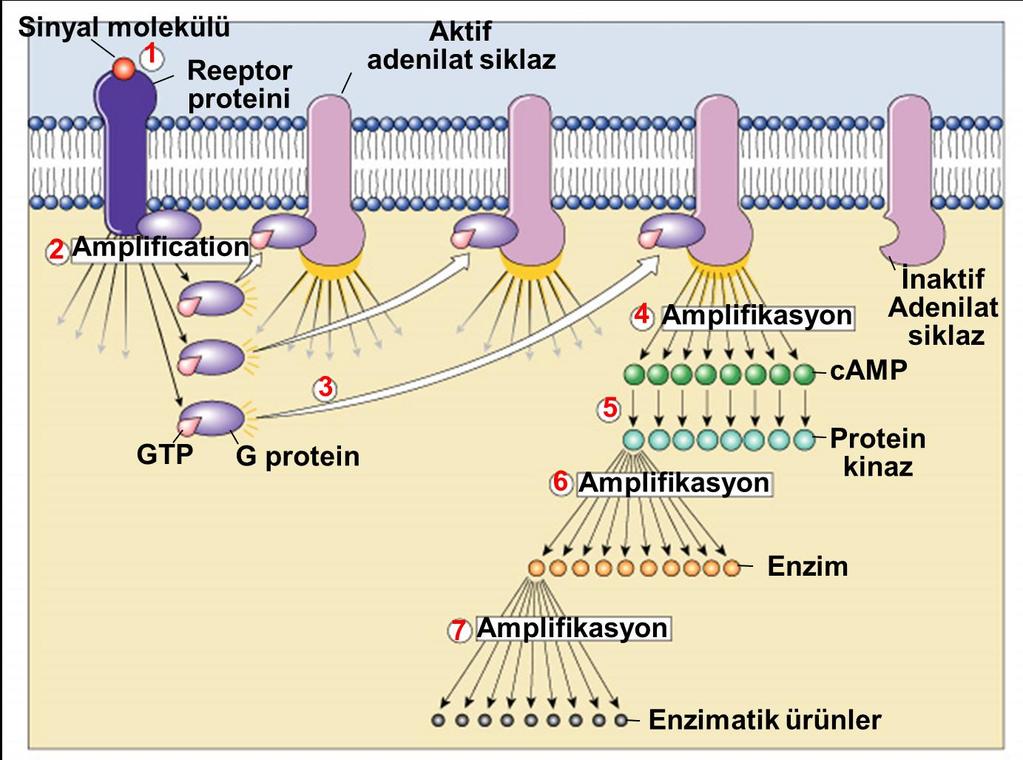 SİNYAL AMPLİFİKASYONU Her bir molekül epinefrin sadece bir reseptörü aktive eder Her reseptör 100 molekül G proteine kadar proteini aktifler Her molekü aktif G