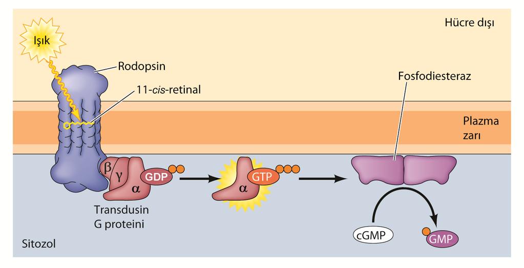 SİKLİK GMP cgmp de camp gibi bir ikincil habercidir cgmp nin çok iyi aydınlatılmış aracılı olduğu sinyal iletim yolağı omurgalıların gözlerinde tanılanmıştır Retinada bulunan rodopsin, g protein ile