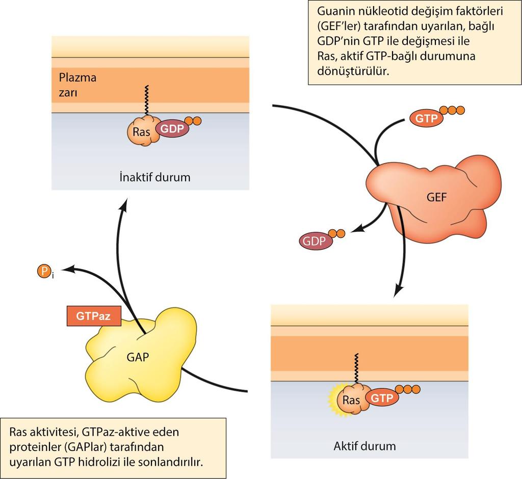 MAPK/RAS İnsan kanserlerinde Ras proteini GTP hidrolizini inhibe eden bir mutasyona kurban gider Bu nedenle sürekli aktif kalır Sürekli