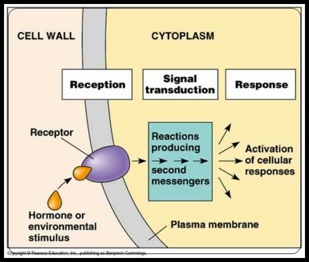 HÜCRE SİNYAL İLETİMİ Sinyal aktarımının temelini bir hücreden salgılanan ya da hücrenin