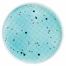 Su Mikrobiyolojisi Membran Filtrasyon Sistemleri 4.1.2. Hızlı Yöntemle E. coli ve Koliform Bakteri Analizi EPA tarafından onaylı, doğrulama gerektirmeden 24 saatte koliform grup bakteri/ E.