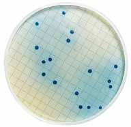 Su Mikrobiyolojisi Membran Filtrasyon Sistemleri 4.1.4. Fekal Koliform Analizi Besiyerleri ve Reaktifler Seçici Besiyeri 1. m-fc Broth, Rozalik Asitli, kullanıma hazır ampul (A912426) 2.