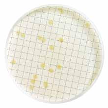 Yeast Extract Agar (içerik olarak TS EN ISO 6222 standardına uygun), dehidre (M113116) Escherichia coli ATCC 25922 Ekim Analiz öncesinde numune çalkalanarak homojenleştirilir, Su numunesinden 22 ºC