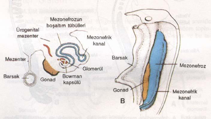 glomerül belirir (Şekil 2A). Tübülün bu ucundan Bowman kapsülü de gelişir. Kapsül ve glomerül birlikte renal korpuskulu meydana getirir.