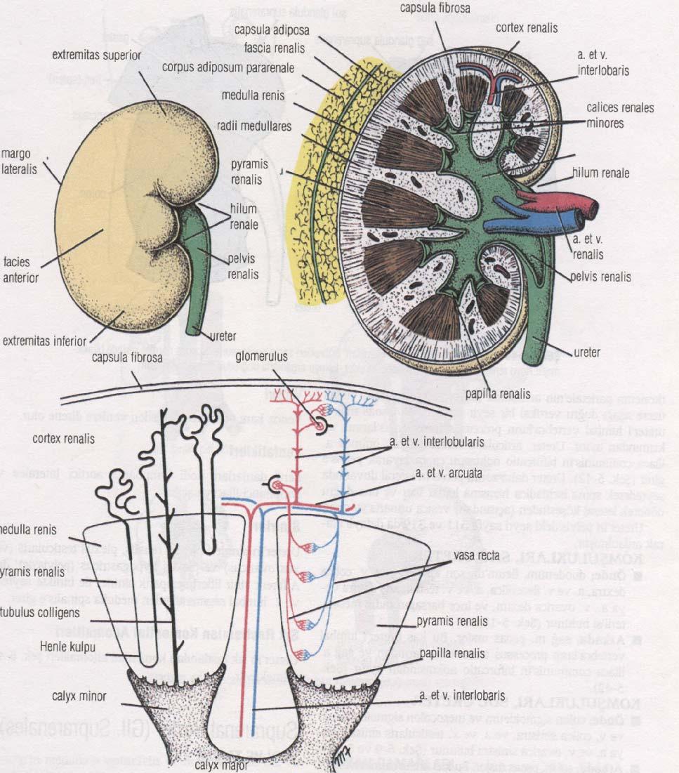Şekil 8. A. Sağ böbrek, anterior yüz. B. Sağ böbrek koronal kesitinde renal korteks, medulla, piramisler, papillalar ve kaliksler görülmektedir. C.