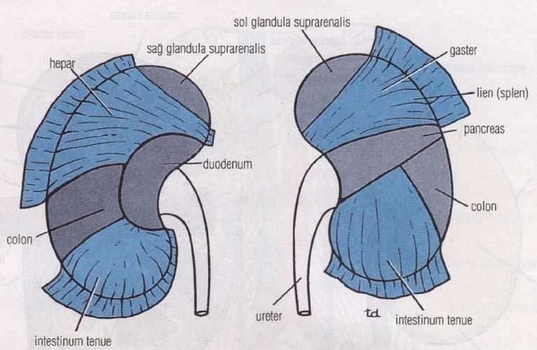 Sağ Böbreğin Önemli Komşulukları Önde; suprarenal gland, karaciğer, duedonumun ikinci kısmı ve sağ kolon fleksurası bulunur (Şekil 9). Arkada; diyafragma, kostadiyafragmatik reses, 12.