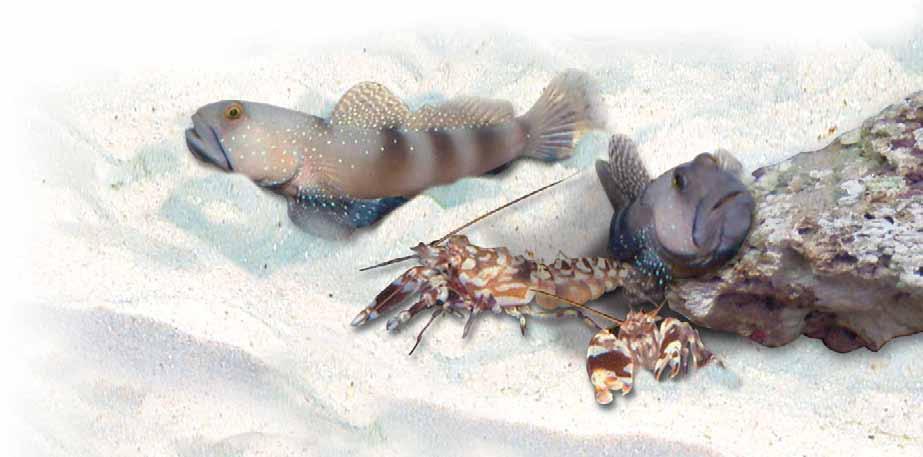 6. Kurulum 6.1 Dip malzemesi Kaba mercan kumu tuzlu su akvaryumu için en uygunudur. Dekoratiftir ve kireç içerdiği için ph değerinin korunmasını sağlar. Ancak bazı balık türleri (örn.
