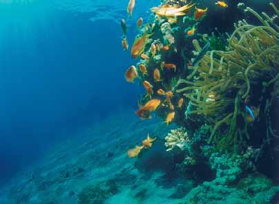 Bu parametreler doğada çok hafif değiştiği için, okyanus canlılarının çoğunun adaptasyonu, tatlı su canlılarına göre daha azdır.