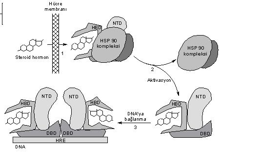 Hücreiçi reseptör etkisi Steroid reseptörlerin aktivasyonu ve gen transkripsiyonu.