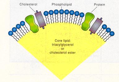 moleküller lipoproteinlerdir.