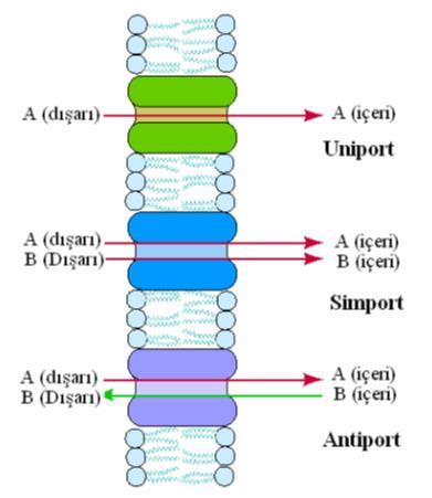 Zarda taşıma şekilleri Uniprt bir anda bir molekülü taşır simport taşıma sisteminde transporter iki farklı maddeyi