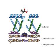 Fylax Forte nin etki mekanizması Aktive propiyonatlar 1) Hücre çeperinin porozitesini arttırır.
