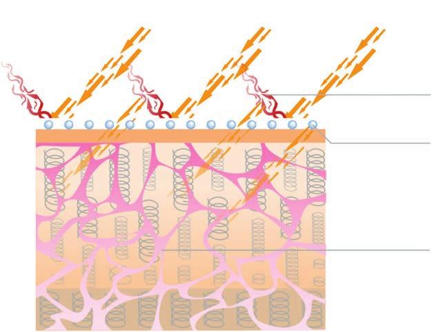 UVA-IȘINLARI Keratinli tabaka Ișın kaynaklı çizgiler Epidermis Serbest radikaller Zarar görmüș kolajen lifleri Dermis Nanogold & ipek bağ dokularını destekler; cilt yenilenir Sonuç: 1.