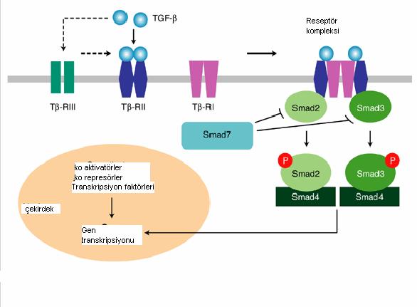 30 2.8.2. TGF-β nın etki mekanizması TGF-β, hücrelerin gelişmesini, çoğalmasını ve birçok farklı hücre tipinin gelişiminin bloke edilmesini regüle eder.