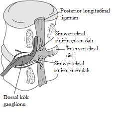 İntervertebral diskin innervasyonu; dorsal kök ganglionunun distalinden çıkan, spinal sinirin meningeal bir dalı olarak da bilinen sinuvertebral (ramus meningeus) sinir ile sağlanmaktadır(12).