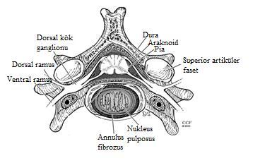 Örneğin C5 servikal sinir kökü C4-C5 vertebralar arasındaki intervertebral formaneden çıkar. C8 sinir kökü ise C7-T1 arasındaki nöral foramenden çıkar.