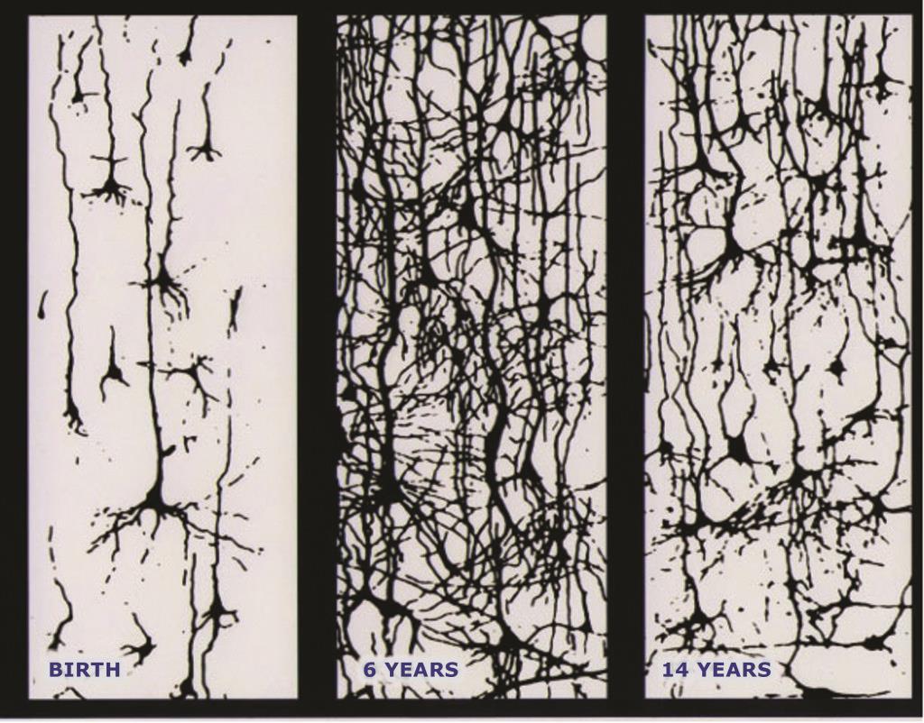Erken yaşlarda beyin gelişimi Doğum 6 yaş 14 yaş Conel JL (1939-1967).
