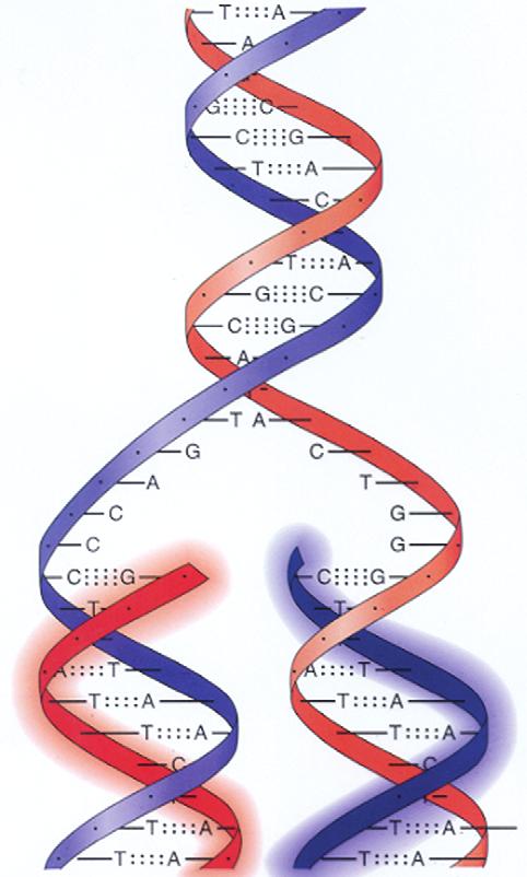 DN ve GENETİK KOD DN Gen Kromozom İlişkisi Hücre çekirdeğindeki DN, hücre henüz bölünme aşamalarına geçmemişse ince, uzun iplik şeklinde bulunur. Buna kromatin iplik ya da kromatin ağ denir.
