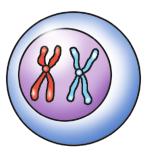 . MİTOZ BÖLÜNME Mitoz, çok hücreli canlıların vücut hücrelerinde ve tek hücreli canlılarda görülen hücre bölünmesidir.