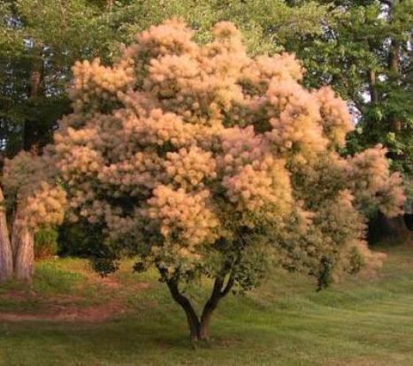 Resim 2.12.3. Cotinus coggygria Scop. (Duman ağacı) [50] 2.12.3. Fabaceae familyası genel özellikleri (Baklagiller) Dünyanın hemen hemen her yerinde bulunan, çalı ve ağaç şeklinde bitkilerdir [51].