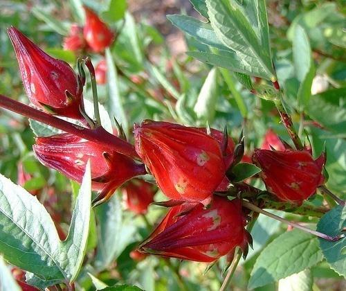 Malvaceae familyasında yaklaşık 1500 tür bulunmaktadır [57]. Bu familyaya ait bitkiler, dünya çapında birçok hastalığın tedavisinde kullanılmaktadır [57]. 2.12.4.1. Hibiscus sabdariffa L.