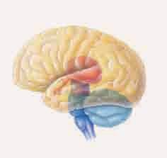 ETKINLIK - 3 ETKINLIK - 5 (a) Tepki Nöron Omurilik Beyin Duyu sinirleri Omurilik soğanı Refleks Beyincik Motor sinirler Dendrit Yukarıdaki kutucuklarda verilen kavramları aşağıdaki uygun boşluklara