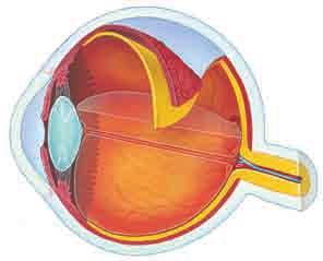 ETKINLIK - 7 ETKINLIK - 9 Hipofiz Tiroksin Pankreas Glukagon İnsülin İris Sarı leke Tiroit Aldosteron Böbreküstü Östrojen Adrenalin Göz bebeği Görme sinirleri Yukarıdaki kutucuklarda verilen