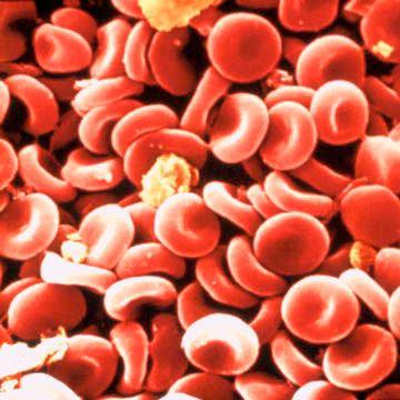 ERİTROSİTLER (Kırmızı Kan Hücreleri-Alyuvarlar) *İçerdikleri hemoglobin sayesinde O 2 taşıyan hücrelerdir.