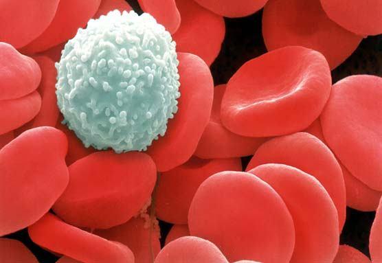 LÖKOSİTLER Hemoglobin taşımazlar Çekirdekleri vardır.
