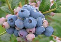 Son yıllarda popülaritesi artan bu meyve 110 yıl önce Amerika da kültüre alınmıştır. Anavatanı Amerika olan maviyemişte kültürü yapılan yüksek boylu (Highbush blueberry Vaccinium corymbosum L.