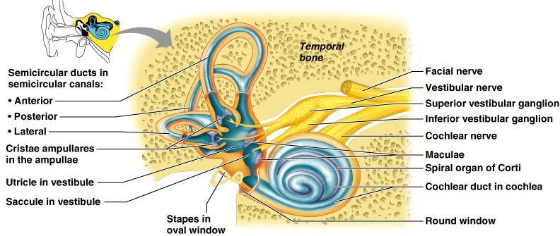 Kemik labirent, temporal kemiğin petroz kısmında yer alan bir seri kanallar halindedir Zarsı labirent